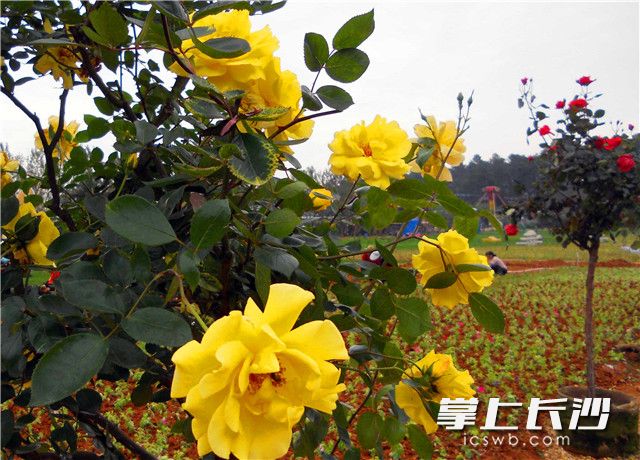 省植物園“玫瑰之約”花展，共展出國(guó)內(nèi)外9大色系名品玫瑰兩萬(wàn)余株,，為長(zhǎng)沙的春天再添一片迷人花境,。照片均為長(zhǎng)沙晚報(bào)記者 周柏平 通訊員 彭煒 攝