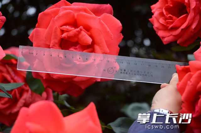 近期，省森林植物園“玫瑰之約”花展進入了最佳觀賞期,，吸引了眾多市民,、游客前往，一飽眼福,。長沙晚報記者 周柏平 通訊員 彭煒 攝