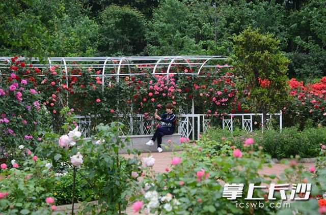 近期，省森林植物園“玫瑰之約”花展進入了最佳觀賞期,，吸引了眾多市民,、游客前往，一飽眼福,。長沙晚報記者 周柏平 通訊員 彭煒 攝