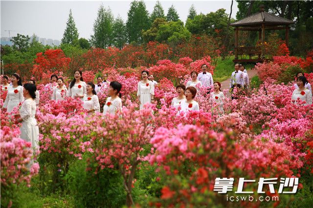 《映山紅》快閃活動在長沙園林生態(tài)園杜鵑園舉行,。均為主辦方供圖