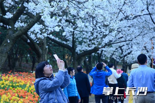 近幾日,，湖南省森林植物園內(nèi)滿樹的吉野櫻花及成片郁金香盛開(kāi)，將該園推入一年中最佳的賞花季節(jié),。長(zhǎng)沙晚報(bào)全媒體記者 周柏平 通訊員 彭煒 攝影報(bào)道