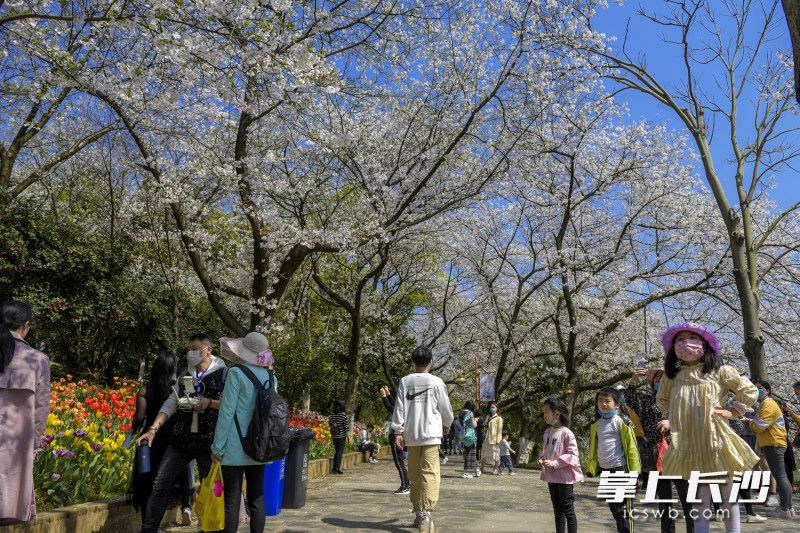 市民徜徉櫻花和郁金香花海，流連忘返,。照片均為長(zhǎng)沙晚報(bào)全媒體記者 陳飛 攝