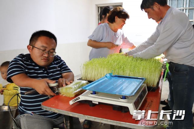 朱柱正在帶領(lǐng)大家打包豆芽發(fā)貨,。