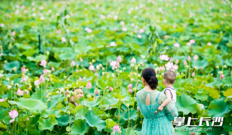 一位游客帶著孩子正在賞花,。圖片均為長沙晚報全媒體記者 鄒麟 攝