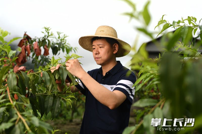 在洗洛鎮(zhèn)黃桃種植地,，鄧望在查看黃桃長勢(shì),。長沙晚報(bào)全媒體 記者 黃啟晴 攝