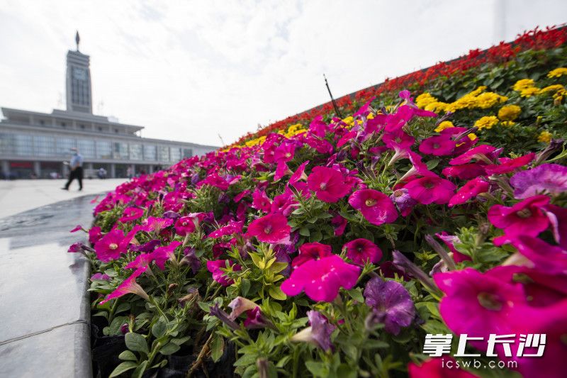 提質(zhì)后的長沙火車站廣場鮮花正艷,。均為長沙晚報全媒體記者 黃啟晴 攝