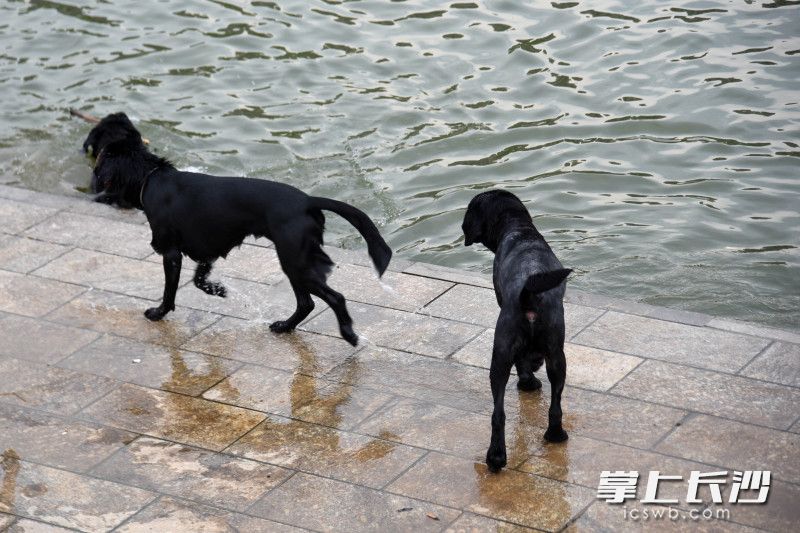 三只大型黑色犬只下河游泳,，還有狼犬在河邊散步。