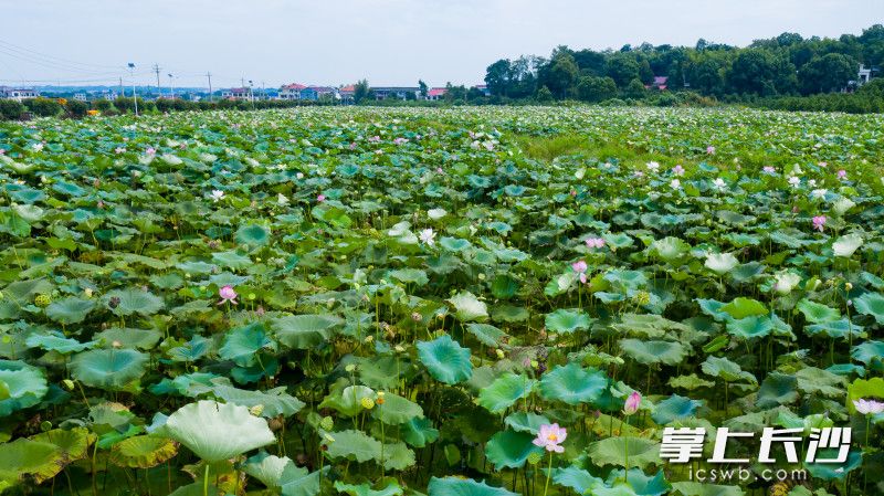寧鄉(xiāng)市壩塘鎮(zhèn)金河村60多畝荷花開(kāi)得正好,，成為鄉(xiāng)村一道亮麗的風(fēng)景,。圖片均為長(zhǎng)沙晚報(bào)全媒體記者  鄒麟 攝