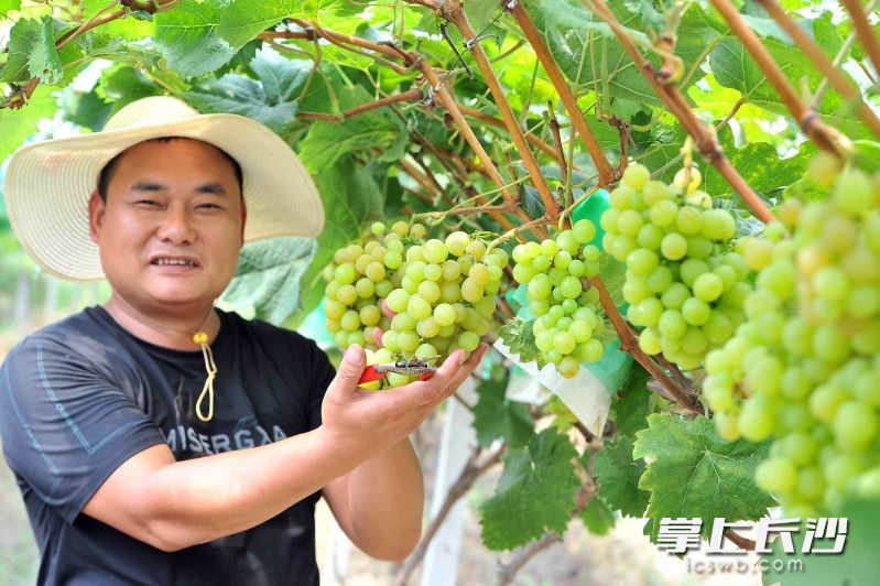 尹富冬表示依托炭河古城景區(qū)，自已的水果不愁銷路,。圖片均為長沙晚報全媒體記者 賀文兵 攝