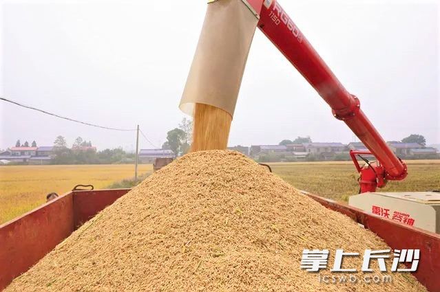 收割機(jī)將收獲的稻谷倒進(jìn)拖拉機(jī)車斗,，再轉(zhuǎn)運至烘干中心,。長沙晚報全媒體記者 張禹 通訊員 范婷 攝影報道