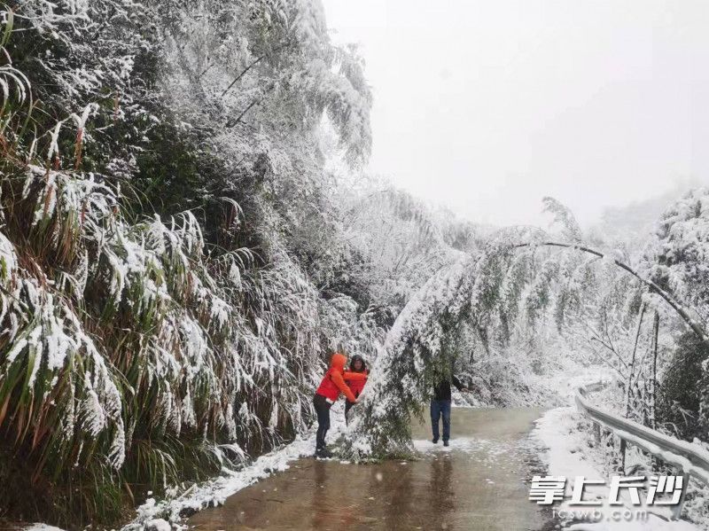 澄潭江鎮(zhèn)虎形村,，黨員志愿者清理被積雪壓塌的竹子,。受訪者供圖
