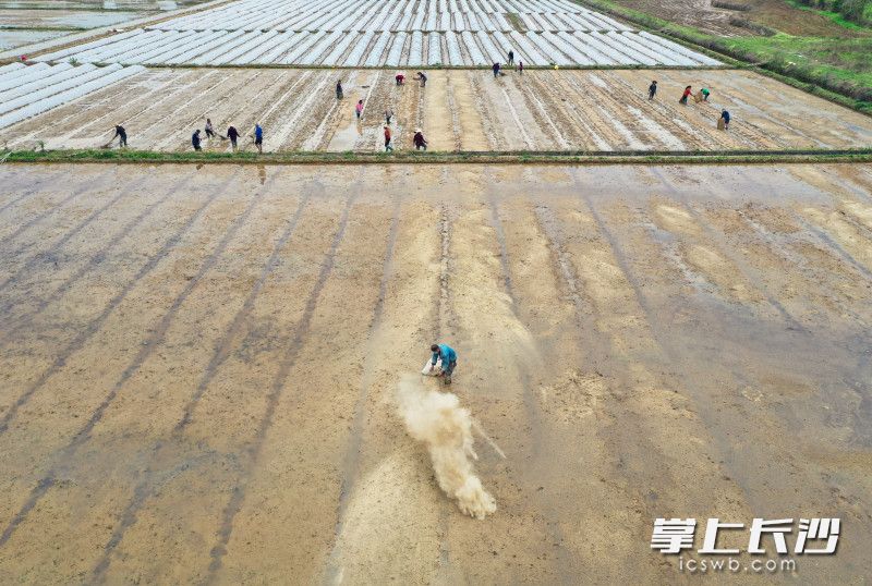 長(zhǎng)沙縣于2019年興起水稻托管模式,，實(shí)行耕,、種、管,、收全程機(jī)械化作業(yè),，形成產(chǎn)、供,、銷為一體的綜合發(fā)展模式,。 長(zhǎng)沙晚報(bào)全媒體記者 周游 通訊員 章帝 攝影報(bào)道