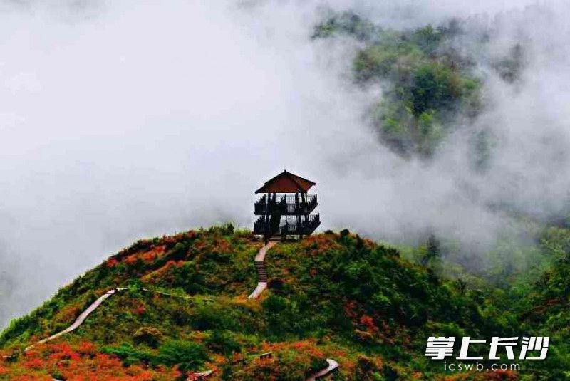 瀏陽大圍山的杜鵑花花期可持續(xù)到5月上旬。
