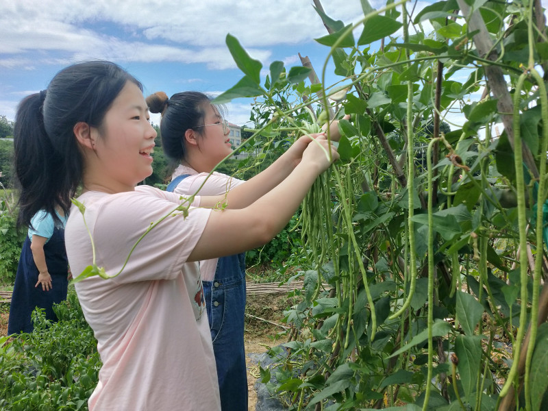 兩位00后志愿者在助殘基地開(kāi)展愛(ài)心采摘,。 圖片均為長(zhǎng)沙晚報(bào)全媒體記者  黎鐵橋攝