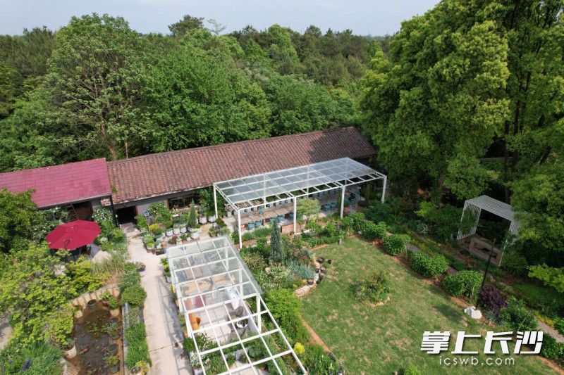 “女王當家”花卉莊園。通訊員 童佳玉攝