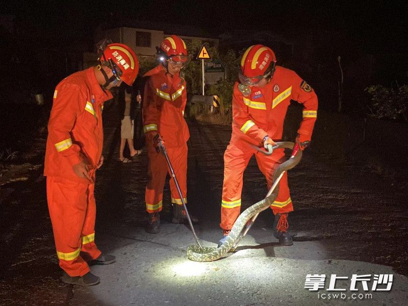 三名消防員合力將蟒蛇捕獲。均為長沙晚報通訊員 劉荃菁 供圖