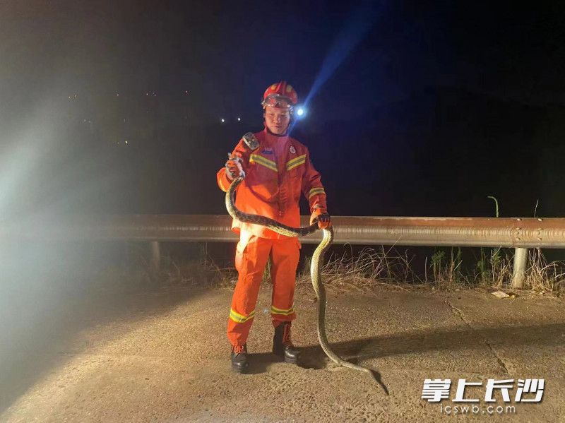 被捕獲的蟒蛇有2米多長,。