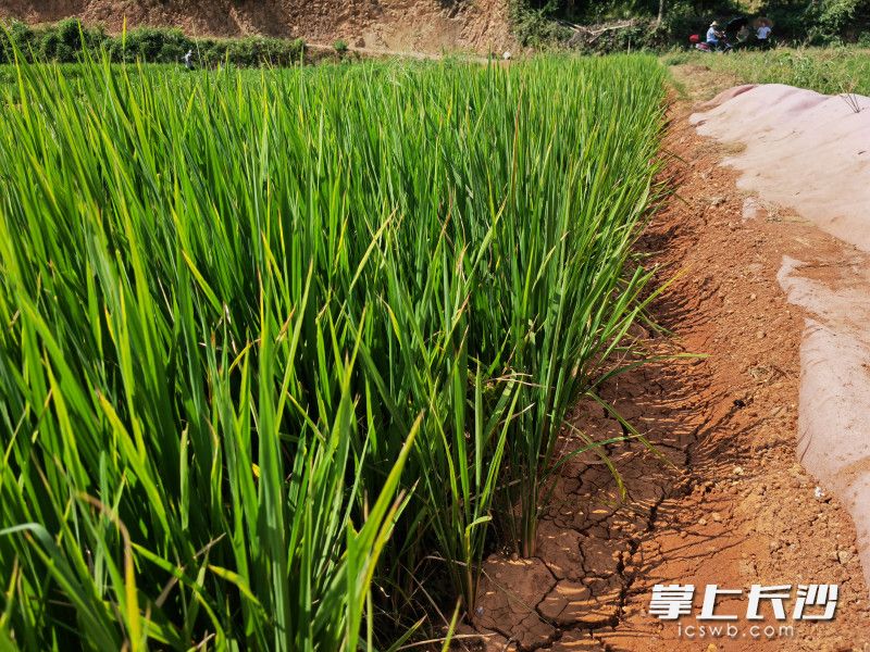 連日晴熱少雨,，地里的水稻出現(xiàn)缺水現(xiàn)象,。均為長(zhǎng)沙晚報(bào)通訊員 胡宇波 供圖