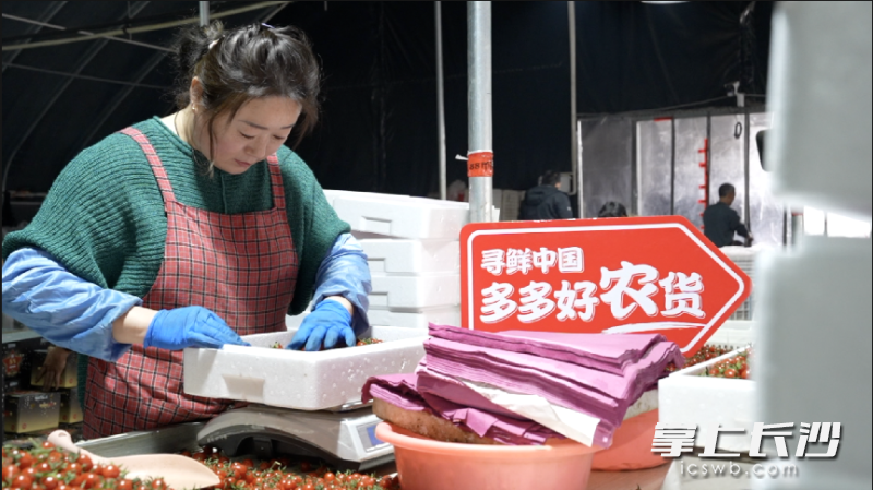 ▲小番茄在電商渠道的火爆,，帶動(dòng)當(dāng)?shù)卮迕窬徒蜆I(yè),，增加收入。 薛童 | 攝
