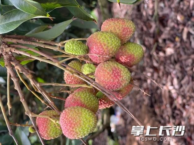 ▲海南妃子笑荔枝果大核小,，肉厚質(zhì)脆,，晶瑩透明，清香酸甜,。（花生丨攝）