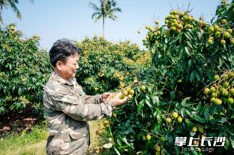 ▲依托海南得天獨(dú)厚的光溫,、水土資源優(yōu)勢,，海南的妃子笑在國內(nèi)荔枝品種里最早成熟、上市時(shí)間最早,。（花生丨攝）