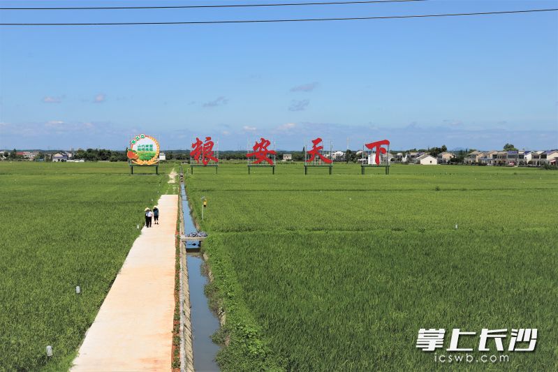 在寧鄉(xiāng)雙江口鎮(zhèn)糧食生產(chǎn)萬(wàn)畝綜合示范片核心區(qū),，田埂邊樹(shù)立的“糧安天下”四個(gè)大字格外引人注目。