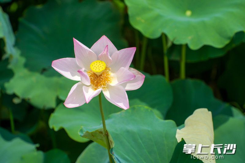 28日,，開福區(qū)蘇家托附近,，池塘內(nèi)的荷花競(jìng)相開放，當(dāng)?shù)匾灿瓉砹祟佒底罡叩募竟?jié),。長(zhǎng)沙晚報(bào)全媒體記者 劉曉敏 實(shí)習(xí)生 譚煦萌 攝影報(bào)道