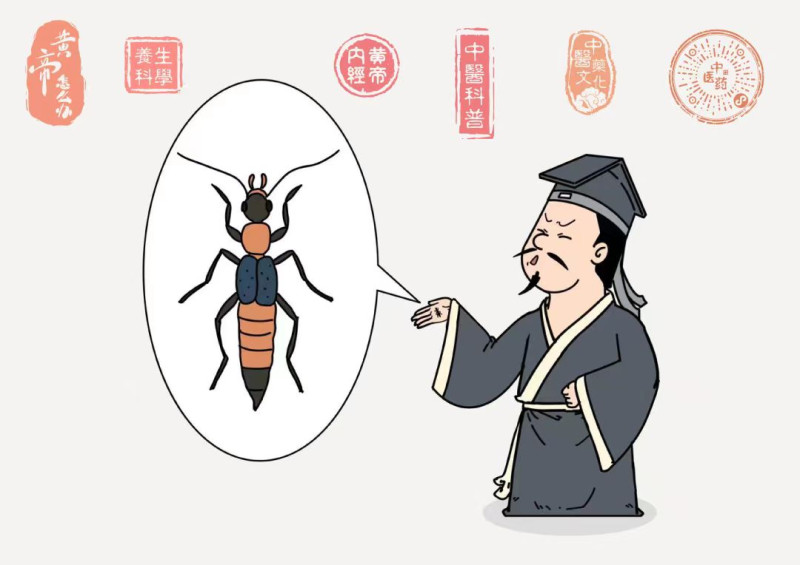 隱翅蟲示意圖