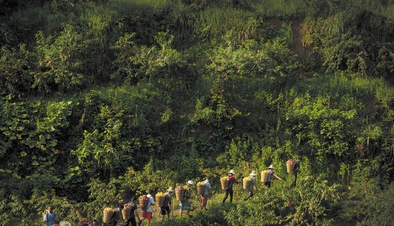 清晨，龍山縣洗車河鎮(zhèn)三個堡村的農(nóng)戶們從黃桃基地摘下滿筐金黃的桃子,。除了土地入股分紅之外,，合作社按每天100元給他們開工資。黃啟晴 鄒麟 攝