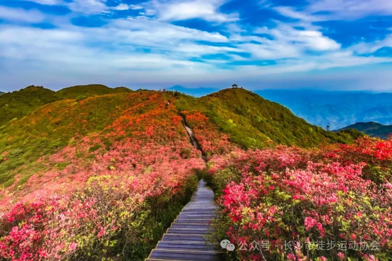 瀏陽大圍山國家森林公園“萬畝杜鵑花?！钡饶銇碣p,。均為受訪者供圖