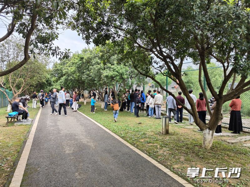 在金井鎮(zhèn)的三珍虎園,，來看老虎的大小朋友很多,。