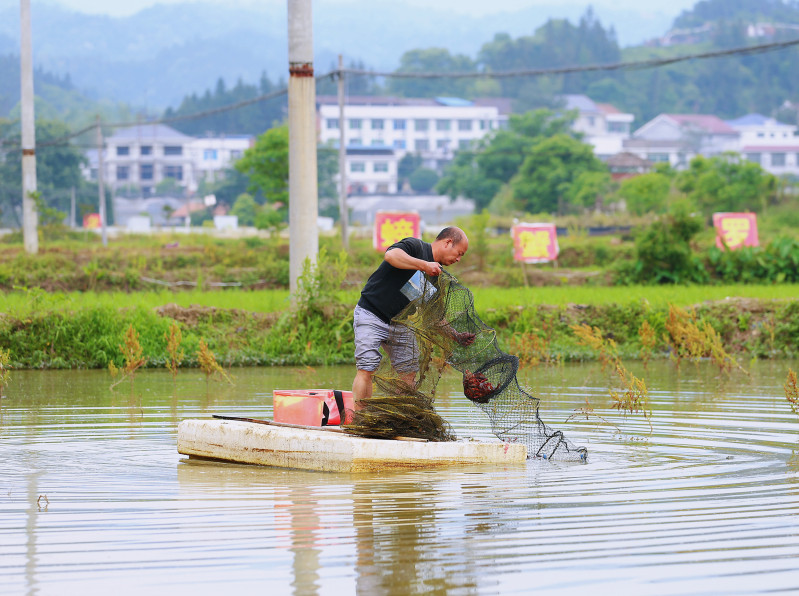 5月12日，葉光明在養(yǎng)殖基地起網(wǎng)收蝦,，他說個(gè)頭最大的可以賣到64元/公斤,。長(zhǎng)沙晚報(bào)全媒體記者 顏開云 攝