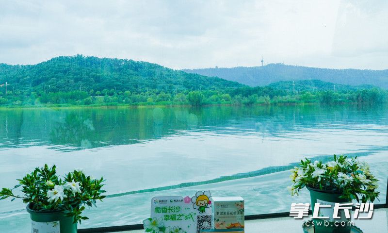 梔子花與岳麓山相遇,。