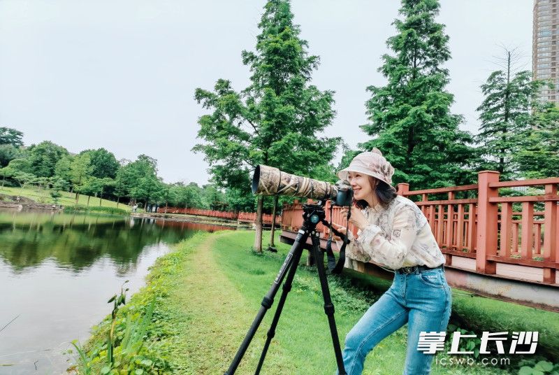 只要有空，李艷就會(huì)來(lái)到圭塘河畔,，拍攝河畔的鳥(niǎo)類,。 長(zhǎng)沙晚報(bào)全媒體記者 周游 攝