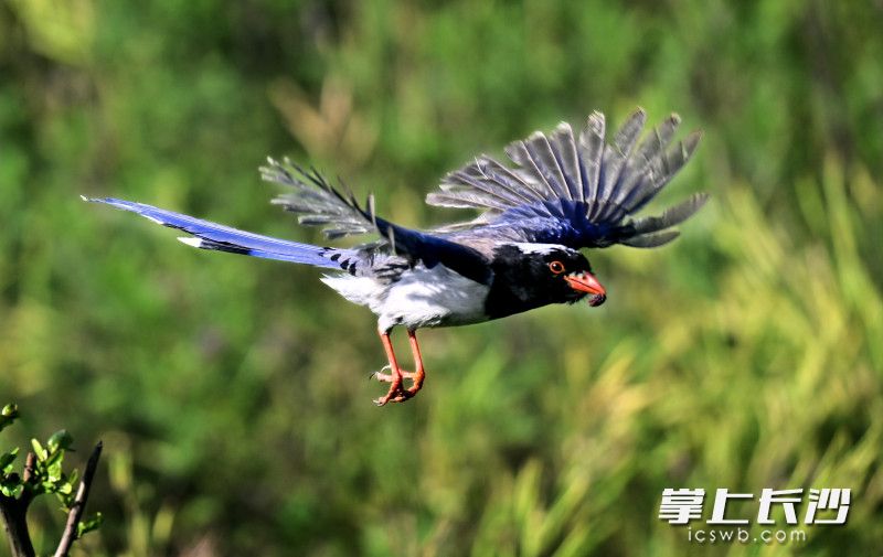 紅嘴藍(lán)鵲。
