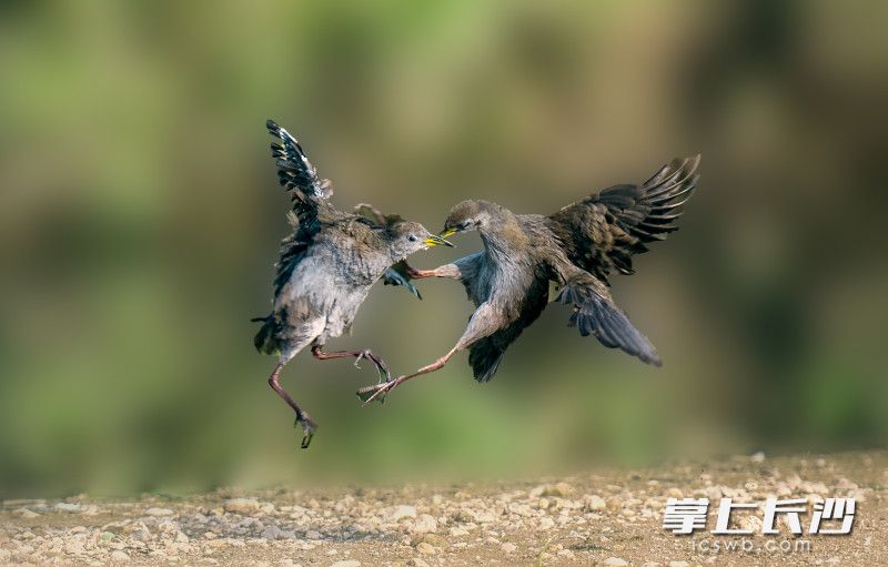 李艷鏡頭下的苦惡鳥(niǎo)在打斗,。