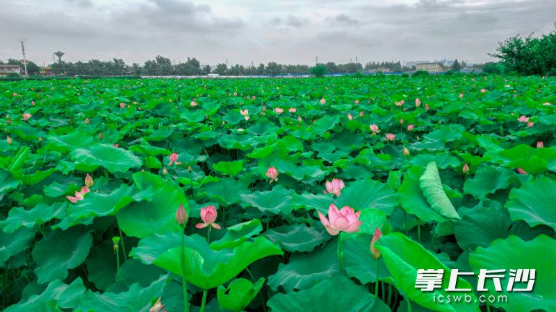6月12日,，雨后短暫天晴，蘇家托荷花初盛開,，伴隨雨露在風(fēng)中搖曳,。   均為長沙晚報(bào)全媒體記者易億攝