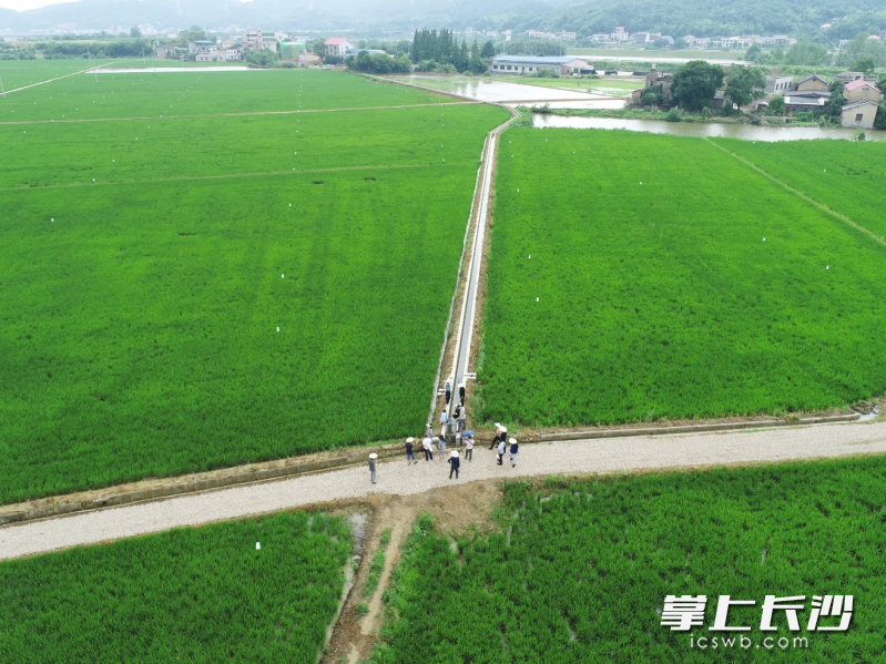 今年湘江新區(qū)將建設(shè)1.29萬畝高標準農(nóng)田,。均為受訪者供圖