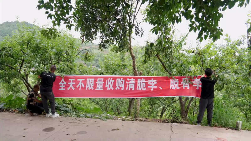 劉照東定制的橫幅“全天不限量收購青脆李,、脫骨李”,。 均為 通訊員 彭浩 攝
