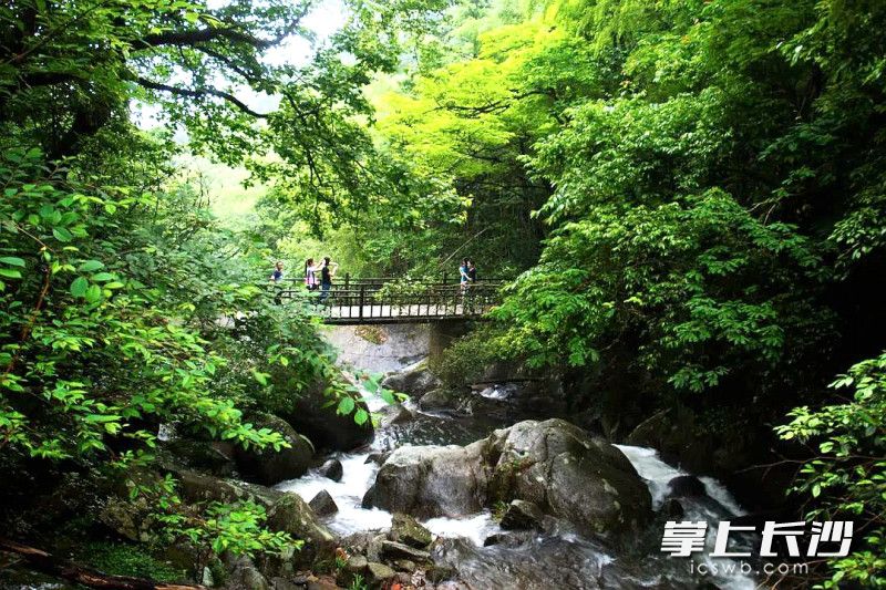 今日,，大圍山國家森林公園恢復(fù)開園,。均為景區(qū) 供圖