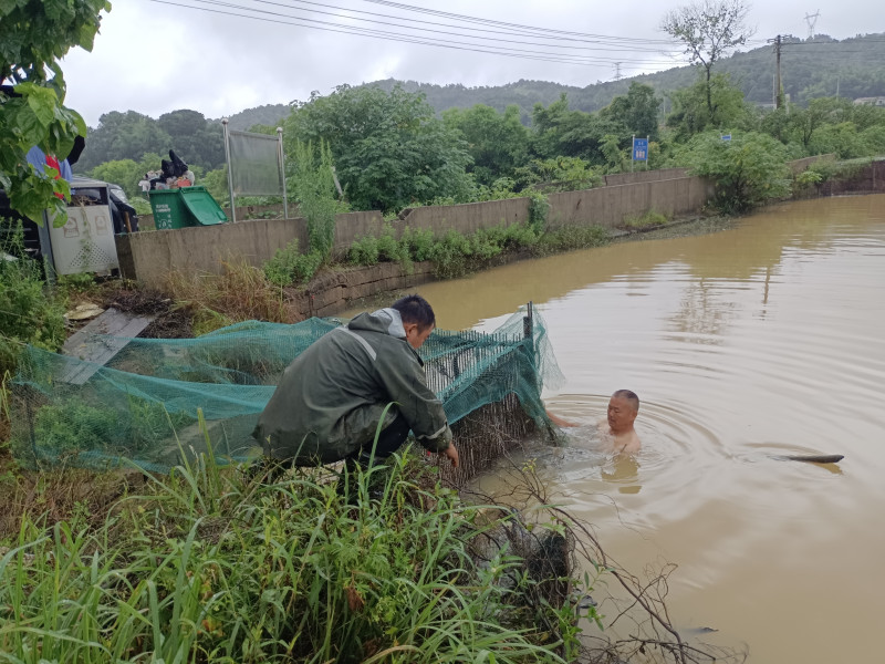 大壩乙組鄰長李建明跳入水壩清理水草,。