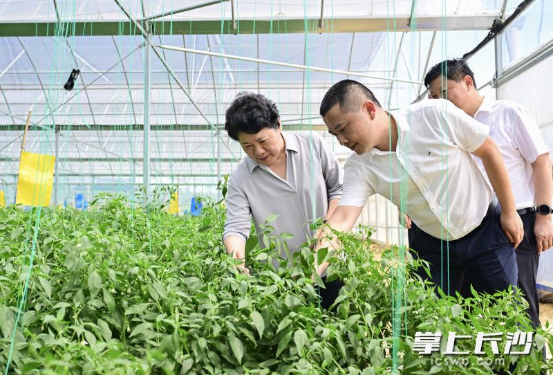 吳桂英來到湖南省陽雀湖九木農(nóng)業(yè)有限公司辣椒基地了解生態(tài)農(nóng)業(yè)發(fā)展、三產(chǎn)融合有關(guān)情況,。 均為長(zhǎng)沙晚報(bào)全媒體記者 余劭劼 攝