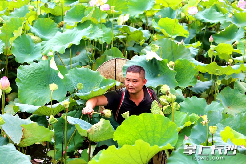 謝兵在荷田里采摘蓮蓬。  均為長沙晚報全媒體記者賀文兵攝
