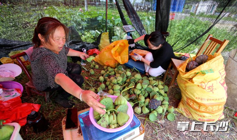 謝兵的母親和妻子在幫忙賣蓮蓬,。