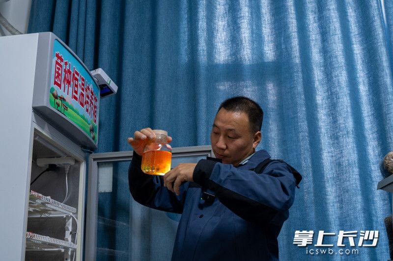 通過自己改良的培育方法黃紅波告訴記者目前菌種成長均在可控范圍。
