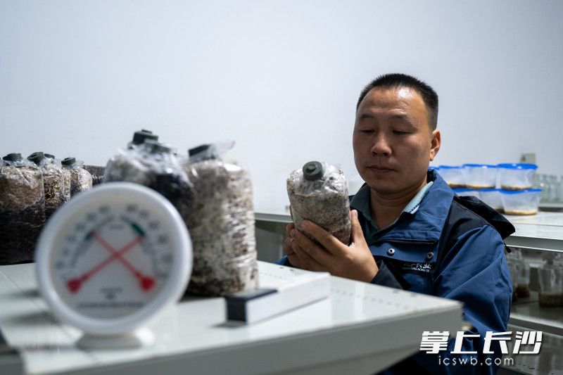 黃紅波正在恒溫室查看用秸稈培育的菌種成長情況,。均為全媒體記者馮啟陽攝