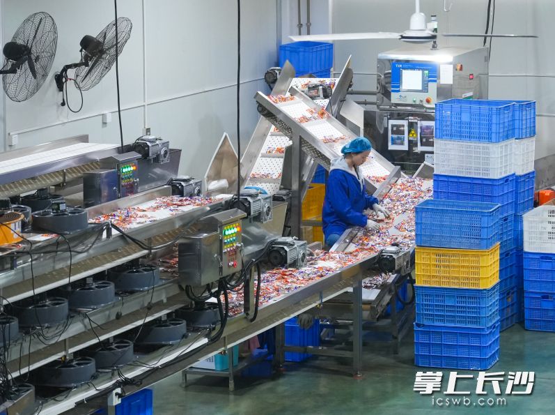 慶湘食品公司引入先進(jìn)設(shè)備,，擴(kuò)大生產(chǎn)規(guī)模,，加強(qiáng)標(biāo)準(zhǔn)化建設(shè)，發(fā)展成為寧鄉(xiāng)市規(guī)上農(nóng)業(yè)龍頭企業(yè),。均為長(zhǎng)沙晚報(bào)全媒體記者 鄒麟 攝