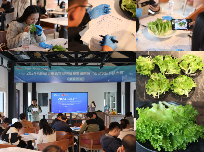 12月6日，15位大眾評審對6支團隊種植的生菜進行食味品鑒,。倪永孝▕攝