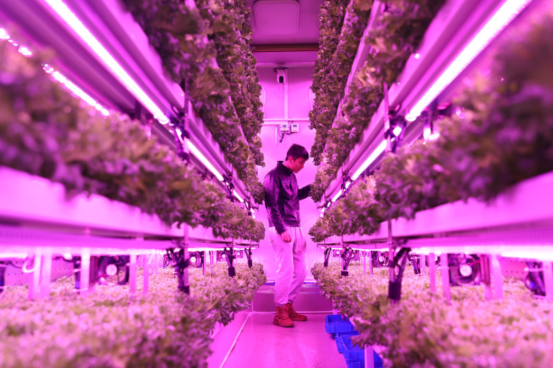 上海農(nóng)科院隊決賽期間給集裝箱植物工廠內種植的“優(yōu)雅”生菜補光,。倪永孝▕攝