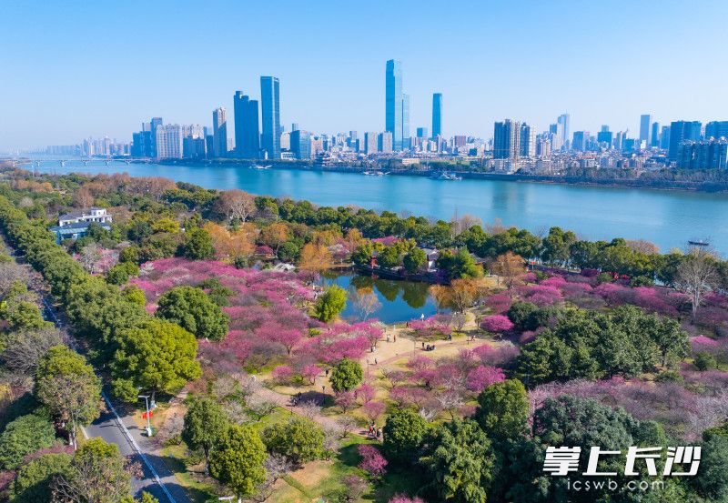 橘子洲梅園暗香浮動(dòng),，成片的梅林姹紫嫣紅，迎來(lái)一年里賞梅的最佳時(shí)期,。均為長(zhǎng)沙晚報(bào)全媒體記者 鄒麟 攝